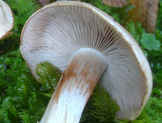 Prima  dell�era  glaciale